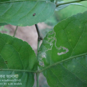 বেলের পাতা সুড়ঙ্গকারী পোকা